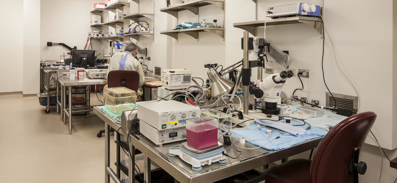 Animal Surgery Procedure Room
