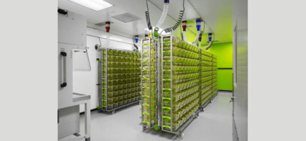 Crowded cage racks