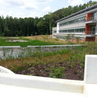 Rain Garden