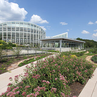 Green Roof