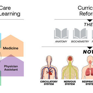 Chart listing anatomical systems